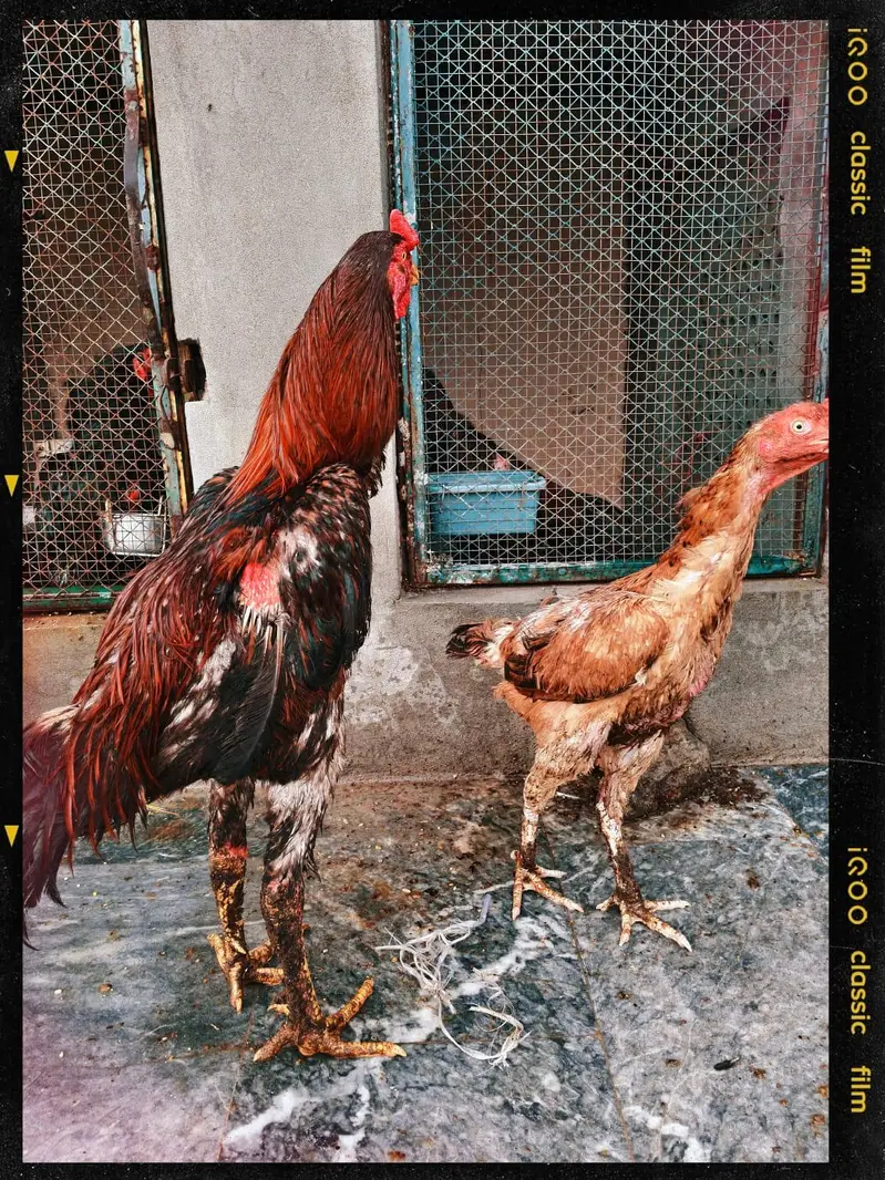 best breeders Aseel Sindhi breed — photo 5