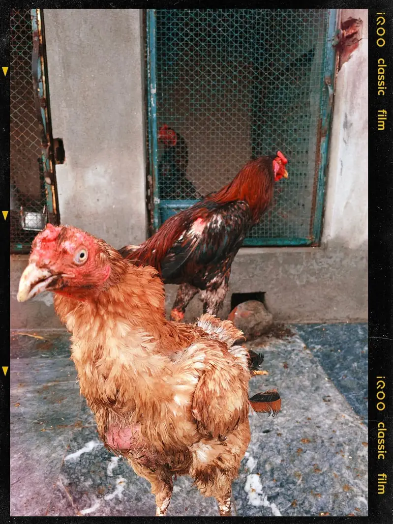 best breeders Aseel Sindhi breed — photo 6