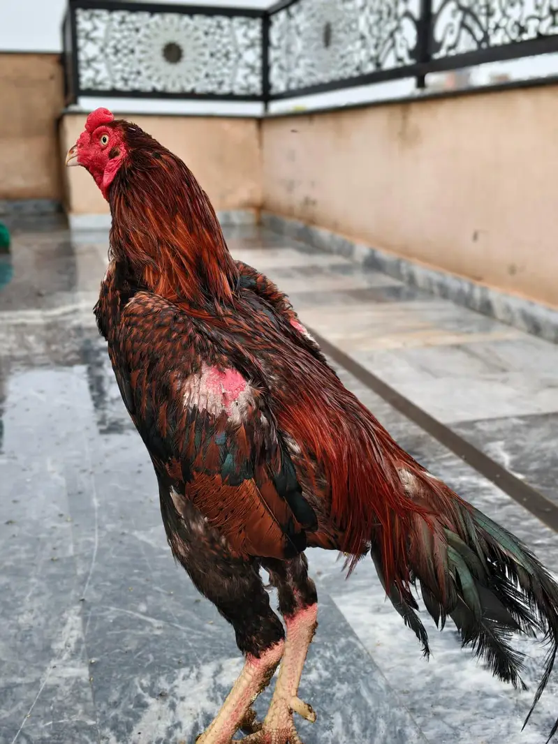 best breeders Aseel Sindhi breed — photo 7