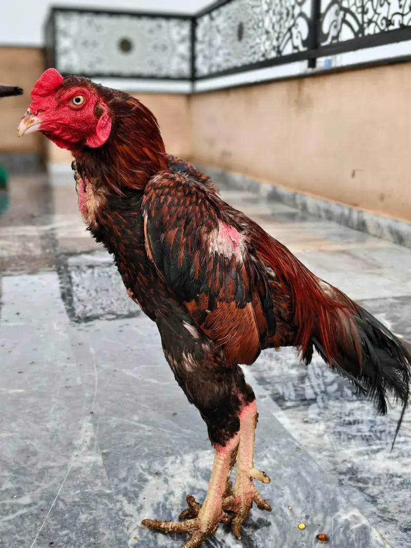 best breeders Aseel Sindhi breed — photo 8