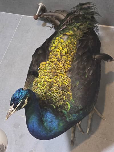peacock