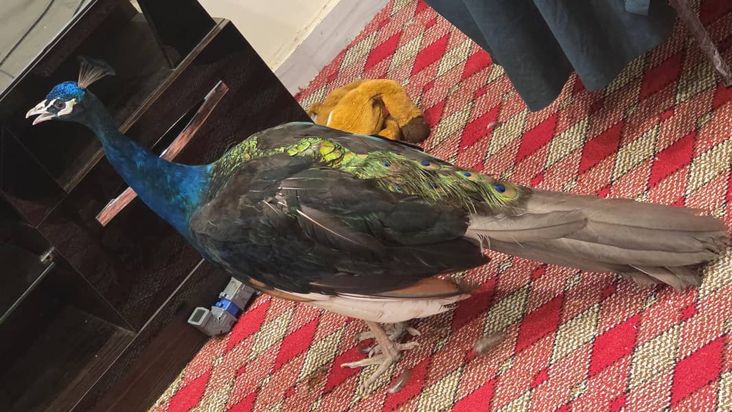 peacock 1