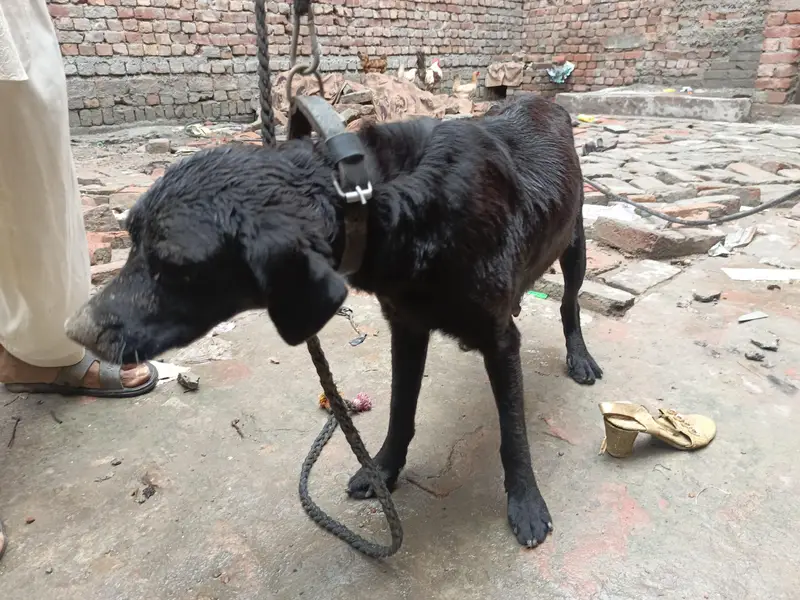 Helo bhai — photo 2