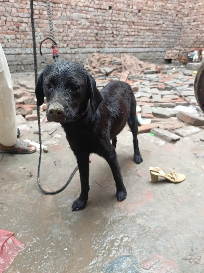 Helo bhai — photo 3