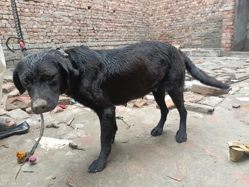 Helo bhai — photo 4
