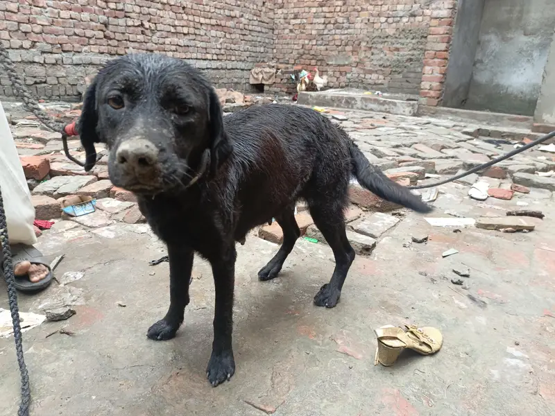 Helo bhai — photo 5