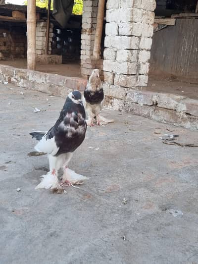 JORI KABOOTAR FOR SALE