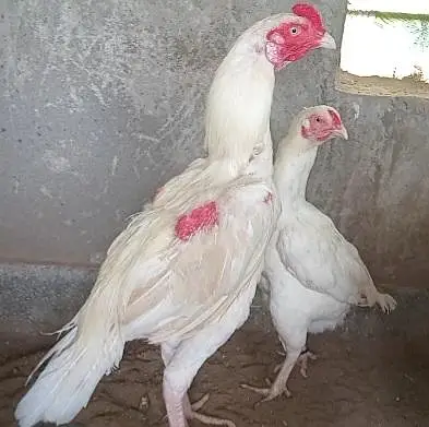 aseel heera eggs for sale 250 1 egg — photo 2