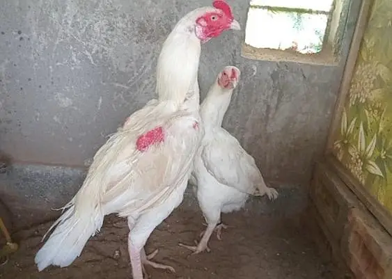 aseel heera eggs for sale 250 1 egg — photo 3