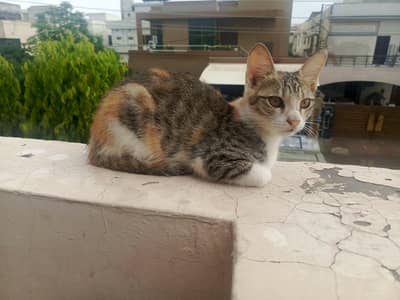 Cats for free adoption