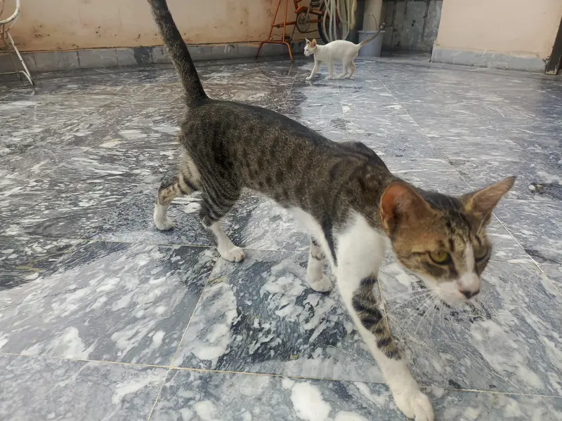 Cats for free adoption — photo 2