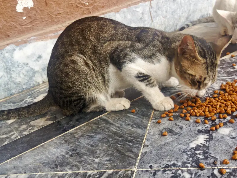 Cats for free adoption — photo 3