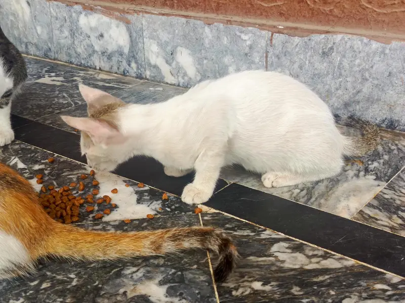 Cats for free adoption — photo 4
