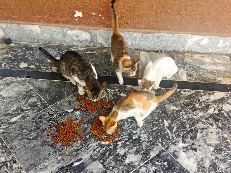 Cats for free adoption — photo 5