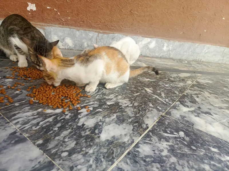 Cats for free adoption — photo 6