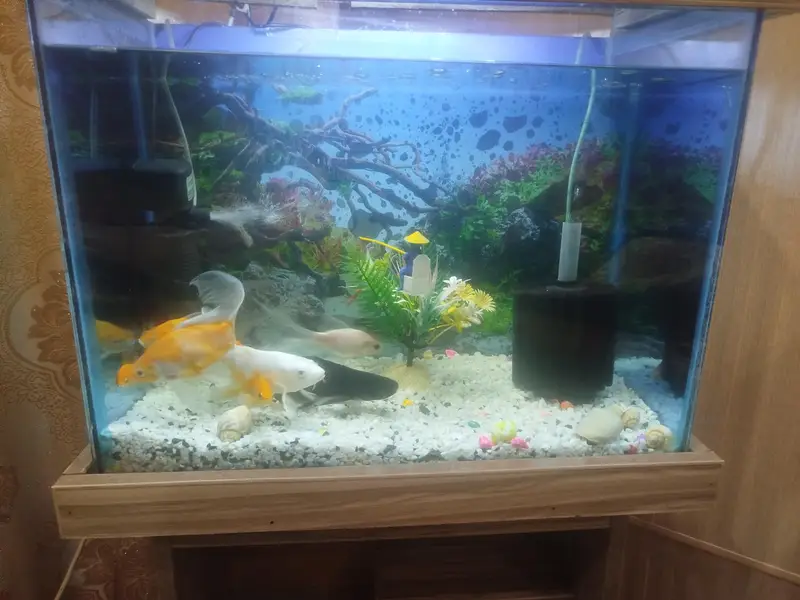 Aquarium with fishes