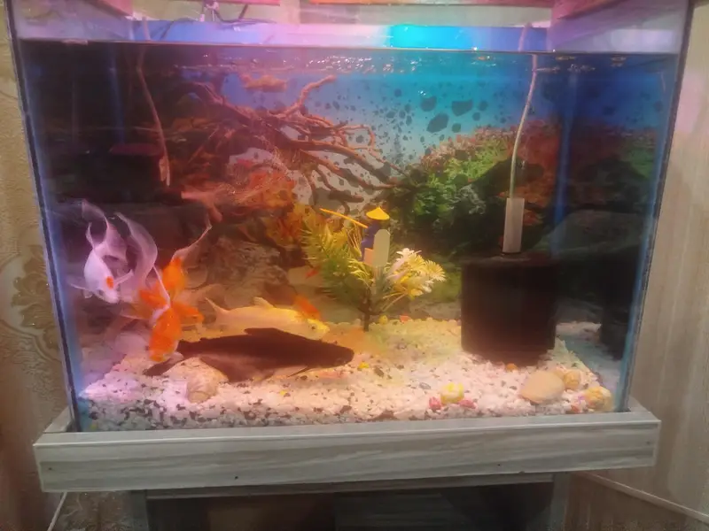 Aquarium with fishes — photo 2