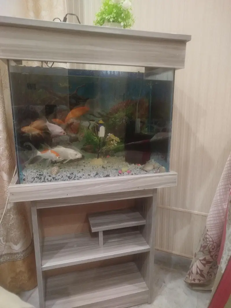 Aquarium with fishes — photo 3