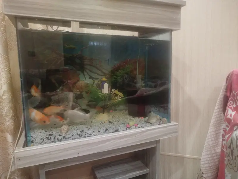 Aquarium with fishes — photo 4