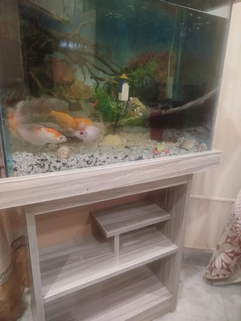 Aquarium with fishes — photo 5