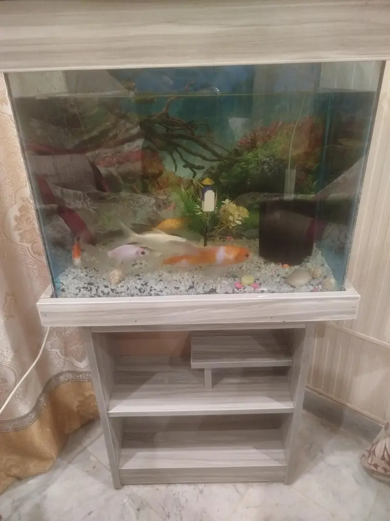 Aquarium with fishes — photo 6