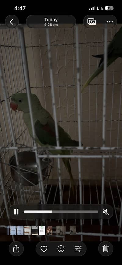 Pahari Green parrot