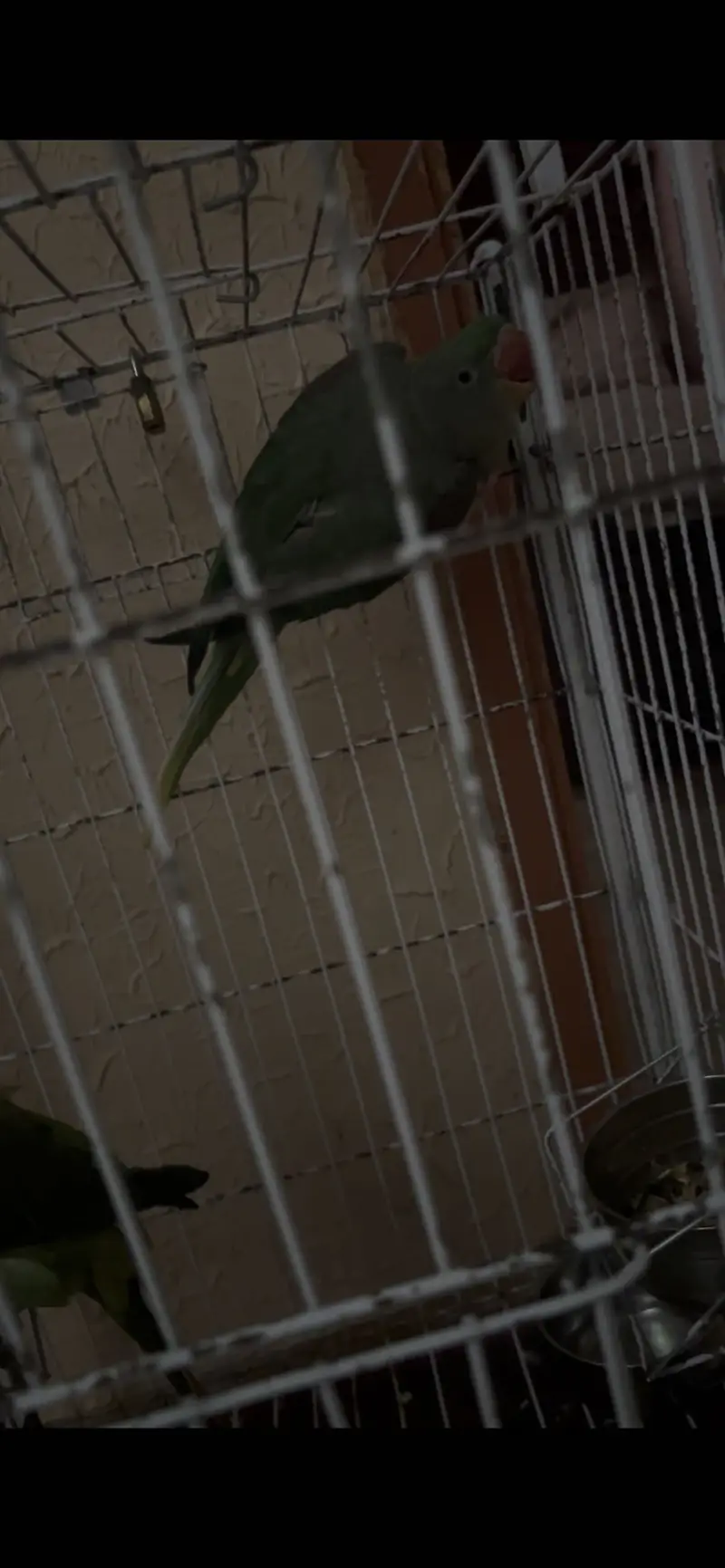 Pahari Green parrot — photo 2
