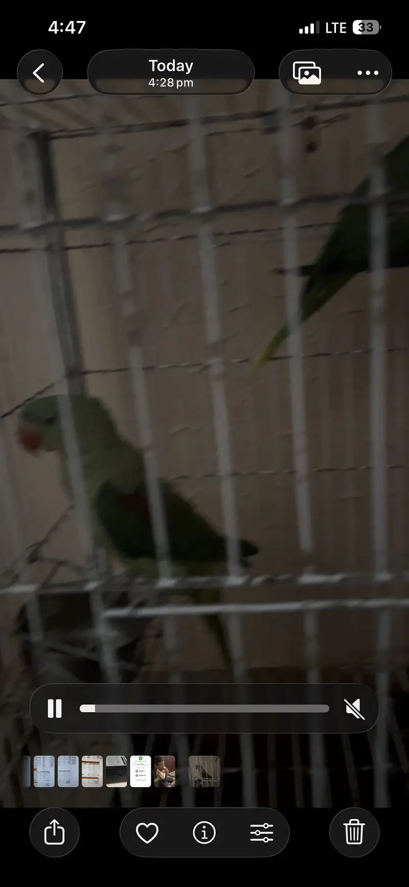 Pahari Green parrot — photo 3