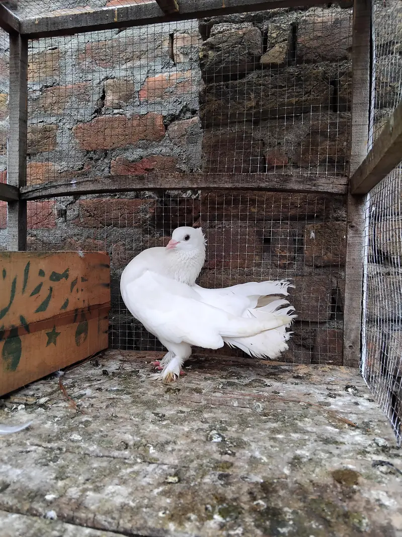 Fancy White Fantail Male for sale