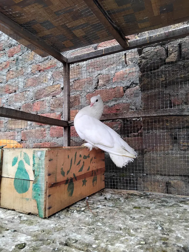 Fancy White Fantail Male for sale — photo 2