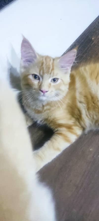 3 Persian kiitens. Double coated , litter trained