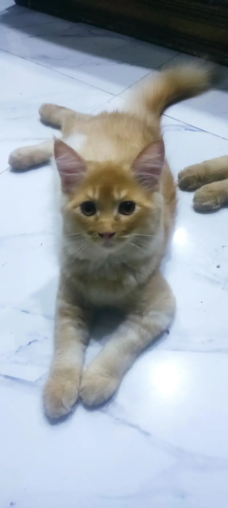 3 Persian kiitens. Double coated , litter trained — photo 2