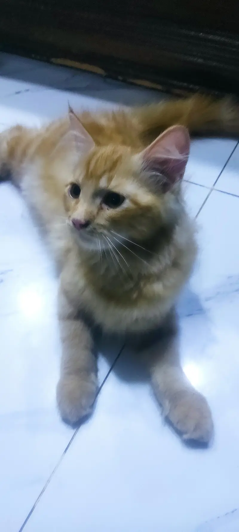 3 Persian kiitens. Double coated , litter trained — photo 3