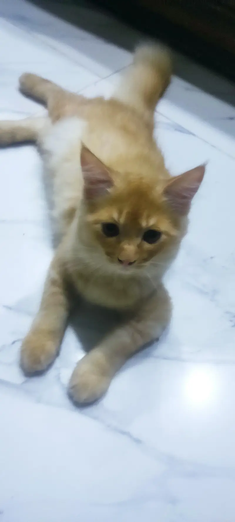 3 Persian kiitens. Double coated , litter trained — photo 4