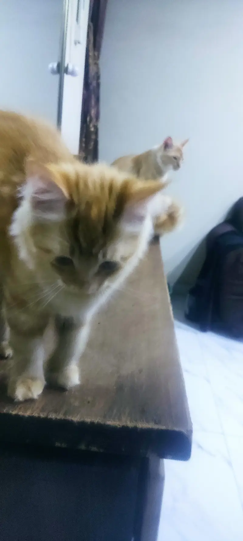 3 Persian kiitens. Double coated , litter trained — photo 5