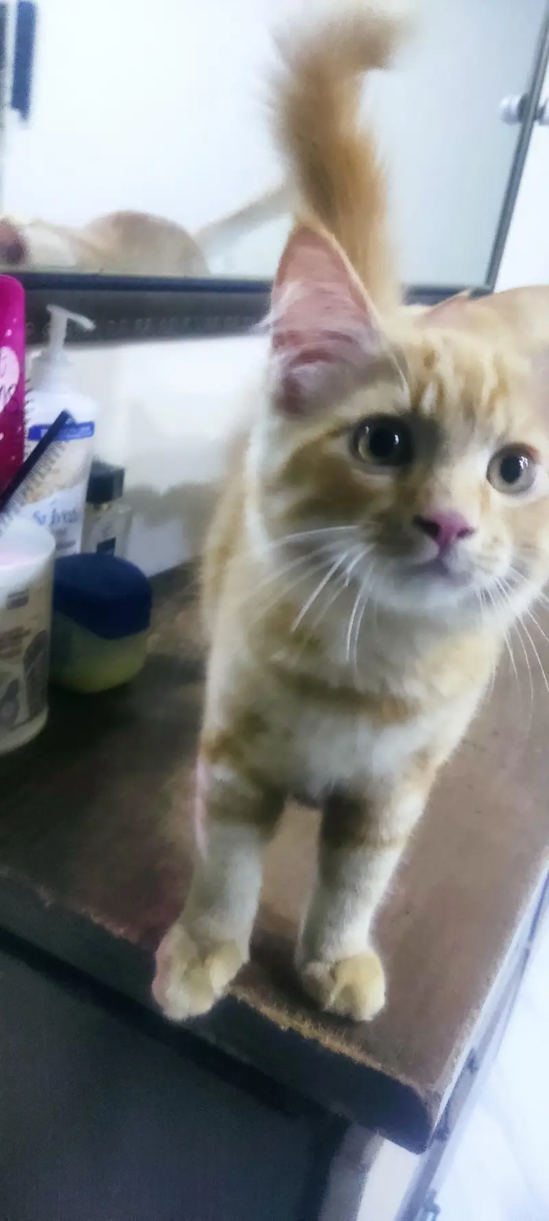 3 Persian kiitens. Double coated , litter trained — photo 6