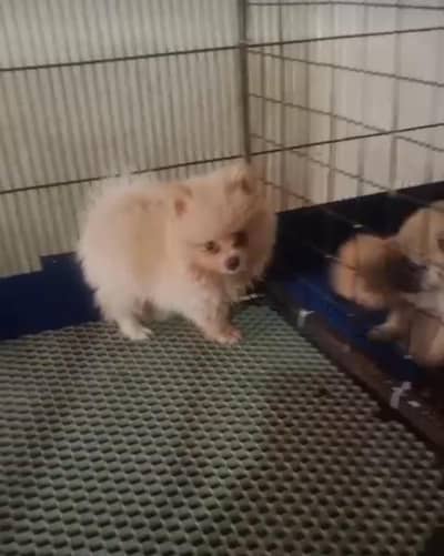 Pomeranian Pupps | Pomeranian Cup size Male Puppy | Puppy For Sale