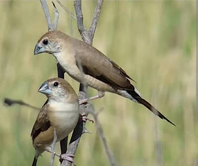 indian silver bill