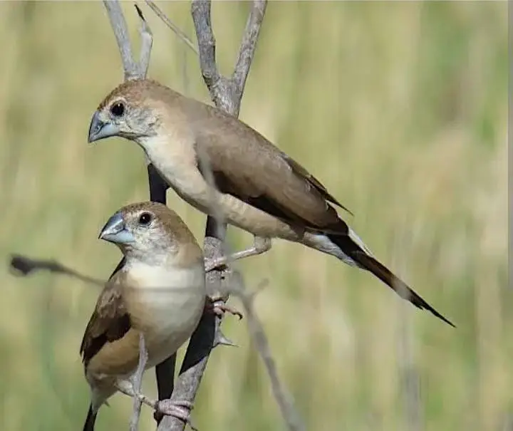 indian silver bill