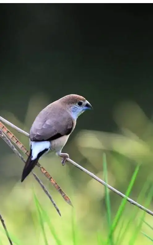 indian silver bill — photo 2