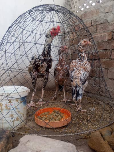 Mughal Aseel bird