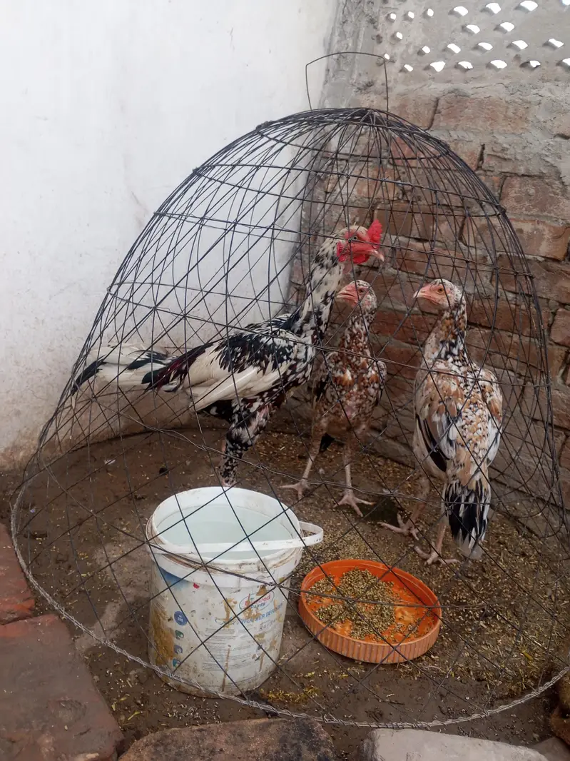 Mughal Aseel bird — photo 4