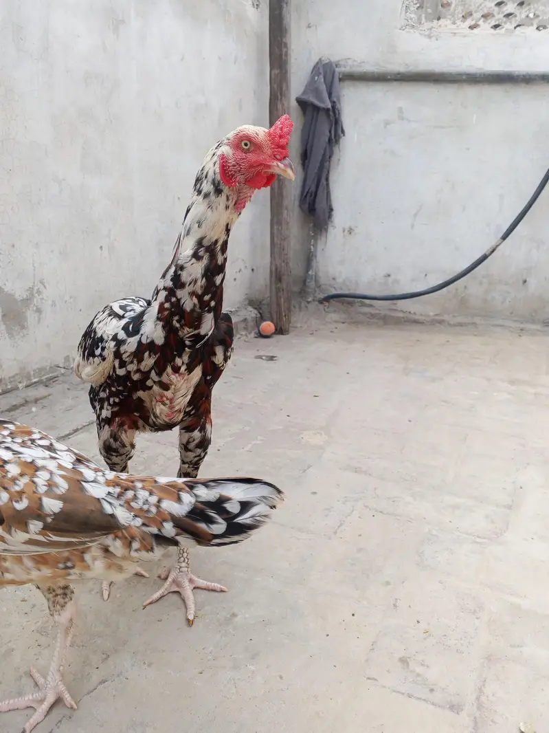 Mughal Aseel bird — photo 5
