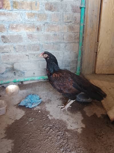 Cheena female