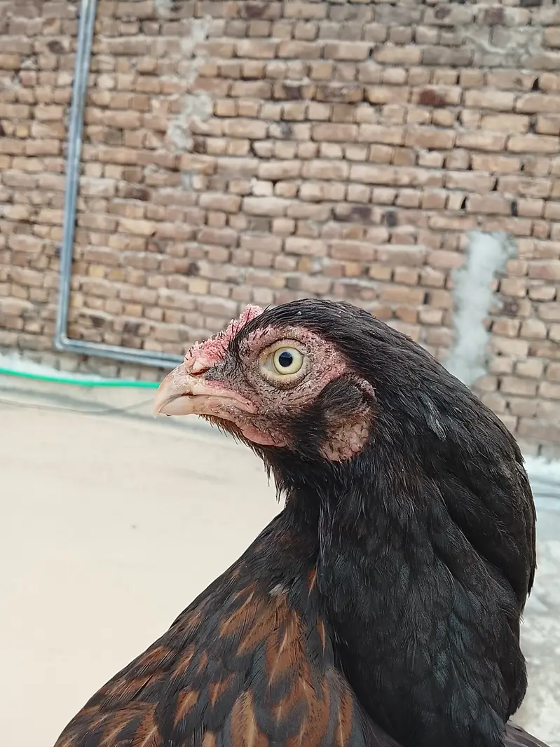 Cheena female — photo 3
