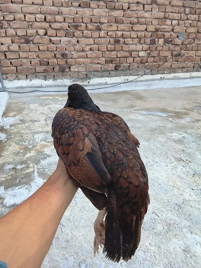 Cheena female — photo 4