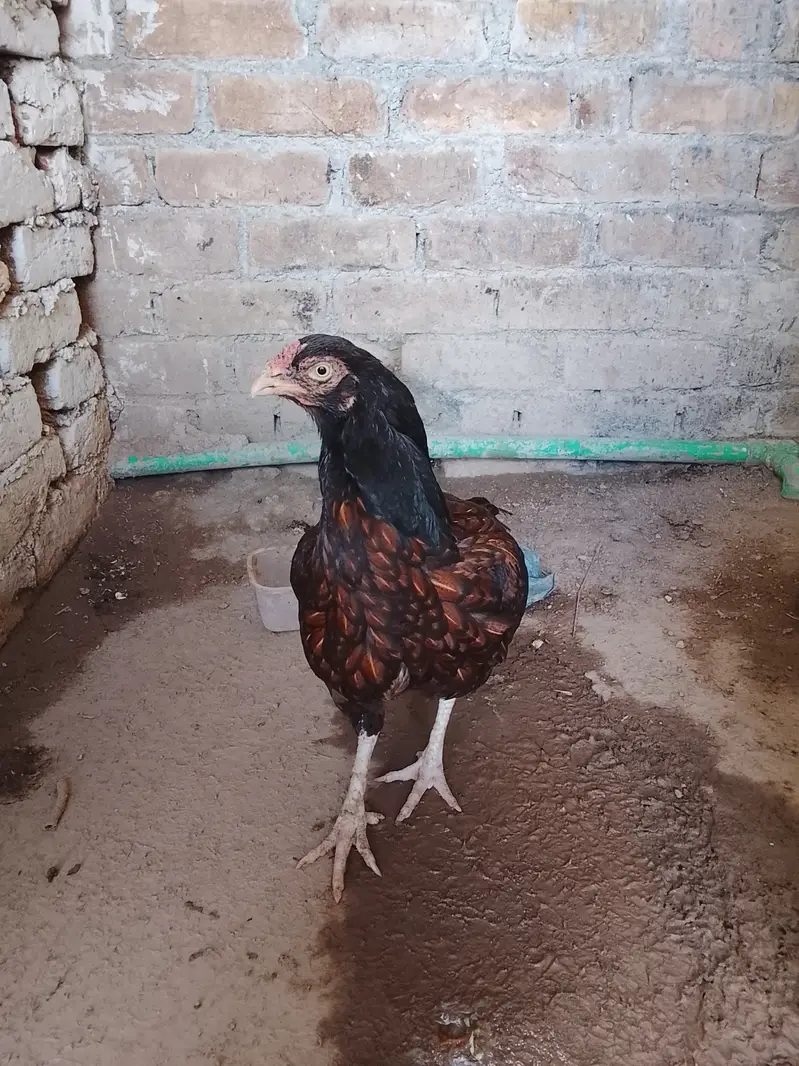 Cheena female — photo 5