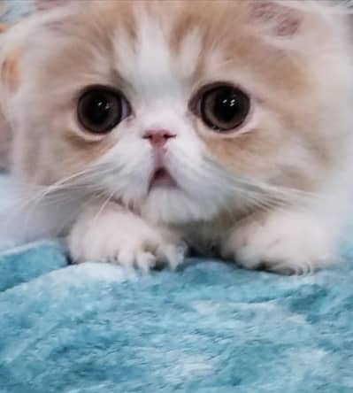 Big eyes CFA Persian  male Available imported bloodline