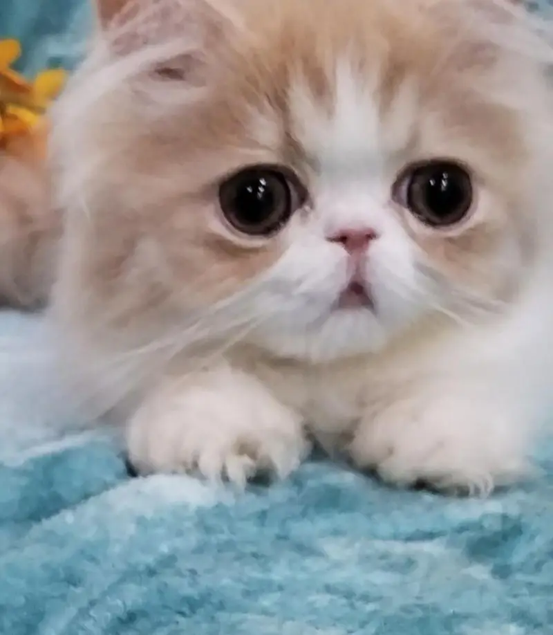 Big eyes CFA Persian  male Available imported bloodline — photo 2