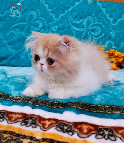 Big eyes CFA Persian  male Available imported bloodline